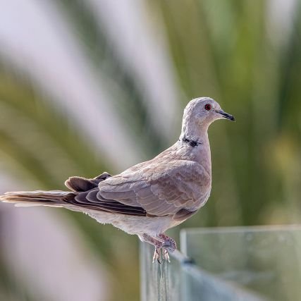 MapenziMasu's profile picture. 