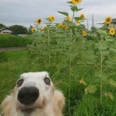 Milanguanessa's profile picture. 