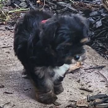 sammyowen204's profile picture. I'm am friendly and alway protect you from harmful things