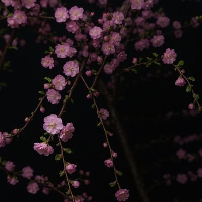 ayse_08a's profile picture. 