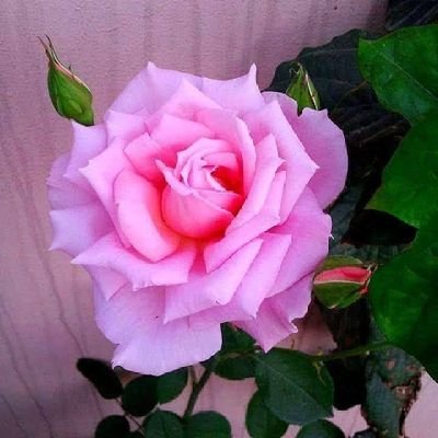 catsjoh56's profile picture. I am a Nature Lover, Volunteer, Peacefulness Ambassador, Brighter Minds facilitator and an Educator of many years.