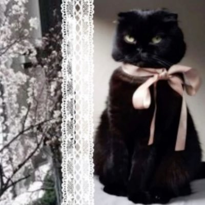 catsmeoww33's profile picture. 19 a place to keep up with my interest