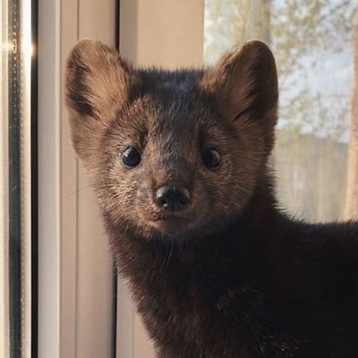 luzfan08's profile picture. @/luzfan.08 on tiktok!! | 17 | cosplayer and tryingggg to be an artist (art journey account.. perhaps..)