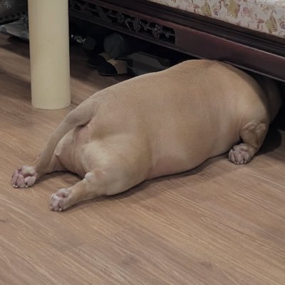 YPringledick's profile picture. Harden Stan. Would rather be caught with it, than without it. Fresh as the Febreeze Brothers. #FloGang