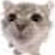 TEACRORASERE's profile picture. i like to play roblox and have tons of funs and make lots of friends

nsfw/proship and overall problematic people dni