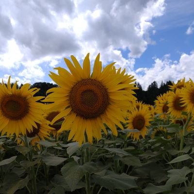 hironigatank's profile picture. よろしくお願いします