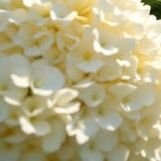 woni0525's profile picture. 정원이 따라다니며 이쁘게 사진찍는사람
@picture_garden2