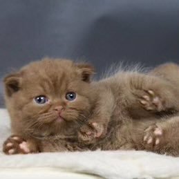 dotingbigsis's profile picture. 19 dms open