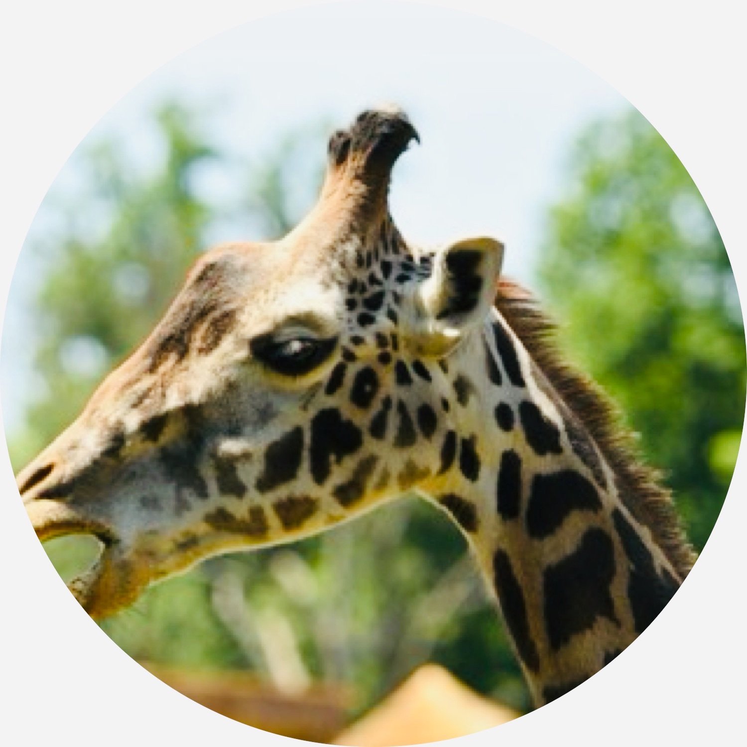 JoeMcAllisiv's profile picture. 