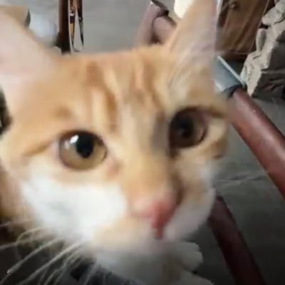 Viola_Indeed's profile picture. ovo