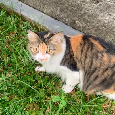 str4wb8by's profile picture. introvert 🦦