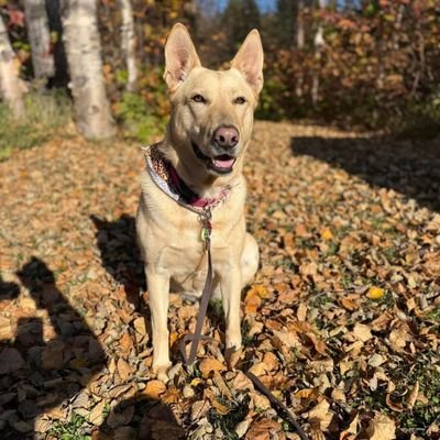 bolloaert's profile picture. 