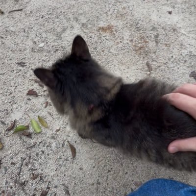 urapiZAME_RL's profile picture. #ロケットリーグ C帯 21時ごろからやっています!!たまに配信しますよろしくお願いします！