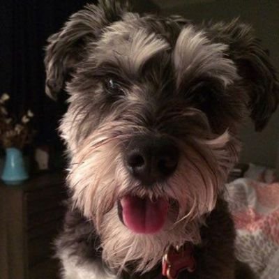 lidmudoxk9's profile picture. Welcome to my knotty erotic world Cp, zoo and new content all available🐶🍆🍑💦💦💦 HMU.