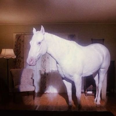 amorasiciliana's profile picture. nada.