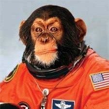 g_kokonut44072's profile picture. A meme a day keeps the bear market away. WAGMI!