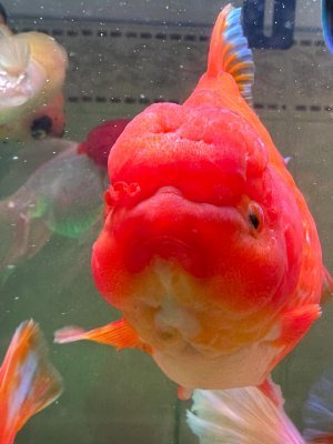 AKThiru715633's profile picture. 金魚の優雅さと躍動感は、ずっと私を引きつけています，水の中を自由に泳ぐ姿を観察するのが好きで、自然と調和している美しさが、私に静けさと安らぎを与えてくれます