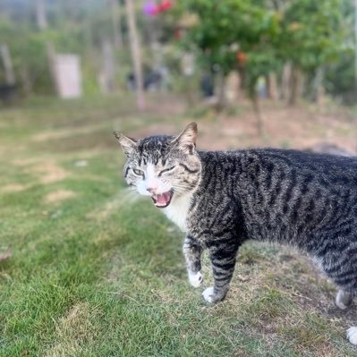 proculman's profile picture. escuela en enseñanza