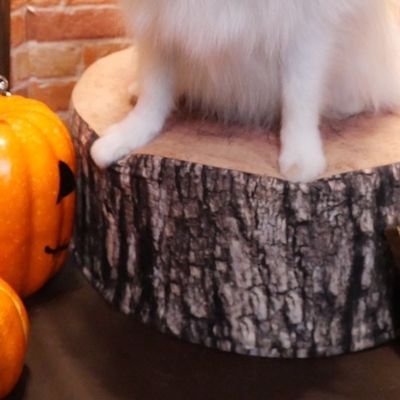 watashinanodaw's profile picture. 