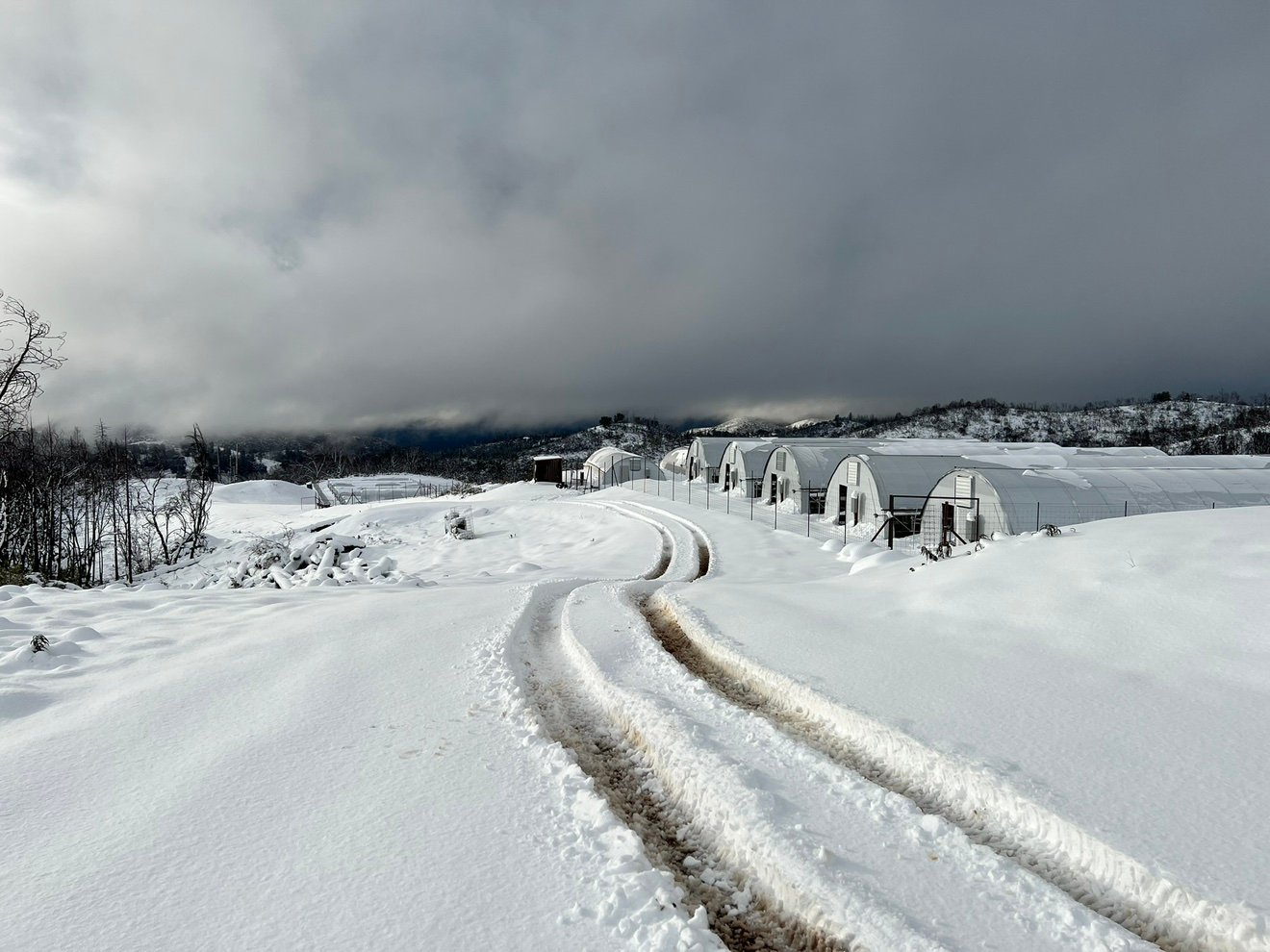 Calaverasgrower's profile picture. 