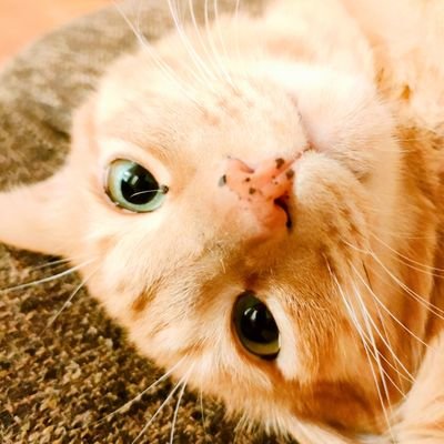 d231517086's profile picture. ひょんなことから保護猫として我が家にやってきたトラ氏（6歳♂）のなんでもない日常。ウチに来て幸せなのか分からないけど、まあ・・のんびり過ごしていってくれ😂