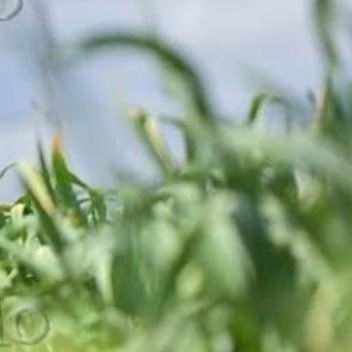 mtmudjaqjpmpap's profile picture. 