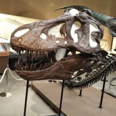 mkt656968440110's profile picture. ケータイ落として画面が割れたので新しいのと取り替えました。恐竜ハンター、または、諸行無常です。DM投資垢エロ垢即🥦で。天皇陛下万歳‼️🇯🇵