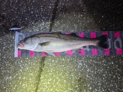 たけちゃん (@takechanfisher1) / Posts / X