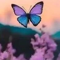 SanchezRor67978's profile picture. 