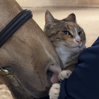 carpecel's profile picture. Loyal servant of the contract