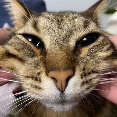 RhaastFPS's profile picture. hoodbyair possum, ufc and cat enjoyer