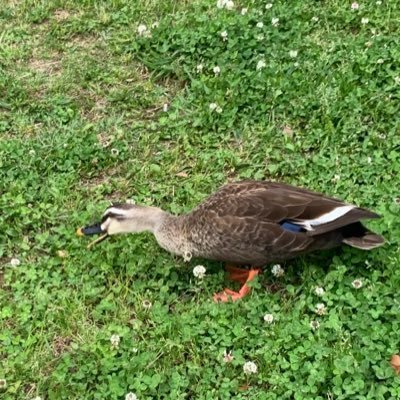 manipulator_ts's profile picture. 凍結