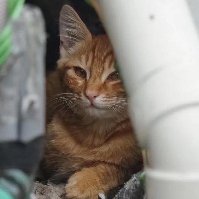 YMD_hornchild's profile picture. ファンアカウントを初めて作ってみました。よければ交流してください！
Vは広く見てますが最近の推しはラプ様です