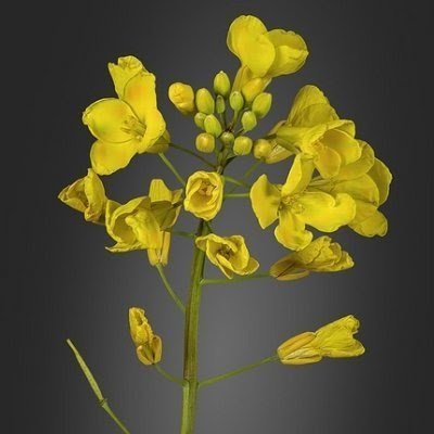 nguyenlananh94's profile picture. 草葉の陰でマッサージをほそぼそと。
好きなもん：飲み・リフレ・エステ。