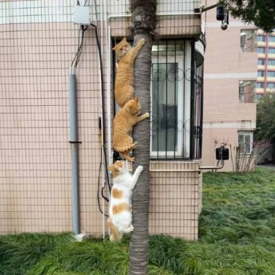 casey996007's profile picture. #meme #altcoins diamond hand