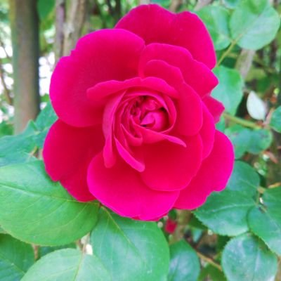 tian_zhi17996's profile picture. 世界に一つだけの作品を作っています。販売もしています。
お気軽に話しかけてください
アクリル絵画