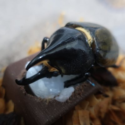 U72fWCKdUk31316's profile picture. クワカブ初心者🔰です。 子供達と色々楽しみながらブリードしています。 ヘラクレスレイディ、ギラファノコギリ、メタリフェルホソアカ、ムナコブクワガタ、ティティウスシロカブト、グラントシロカブト、ホぺイオオクワガタ飼育中です。