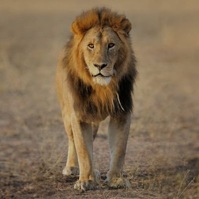 lionkid25475811's profile picture. 