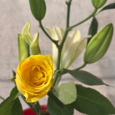 Karen_Kusunoki's profile picture. 第66回短歌研究新人賞最終選考通過、第67回佳作。短歌は2020年から。Xはグルメ、景色、旅、生花など。米での難民事務所や新聞社でのインターン経験有。DMの返信は面識のある方のみ。No reply( DM and/ or comments) to unfamiliar people