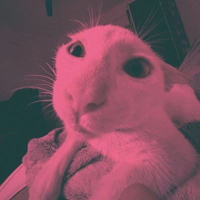 bakt3ria's profile picture. euler saw this coming