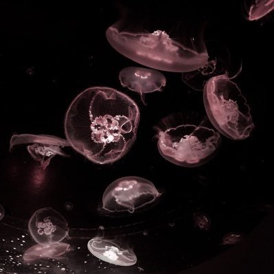 faithsstar's profile picture. active on @faithshideout !!