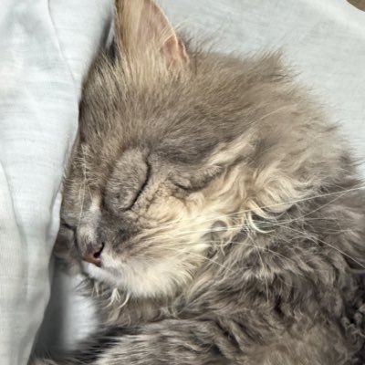 Gaow__'s profile picture. 