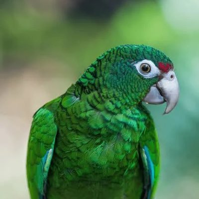 Zenhausofficia's profile picture. 