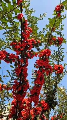 NIgyedeog67699's profile picture. 