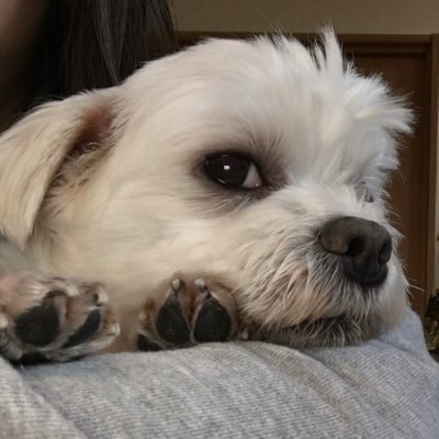 mmgyak312's profile picture. ｹｾﾗｾﾗ大好きなｱﾗｻｰJAM'S🍏＆四池さん 無言フォロー失礼します🙇🏻‍♀️ ♡Mrs. GREEN APPLE24/10/16.30 11/19🎻 25/11/15🦅 ♡C&K 11/10.6/16.8/23 25/12/20