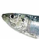 seabunnzer's profile picture. ｍ（＿　＿；；ｍ  digital illustrator 日本語OK commission ー≧ DM送る