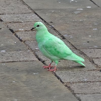 improvemcas's profile picture. .