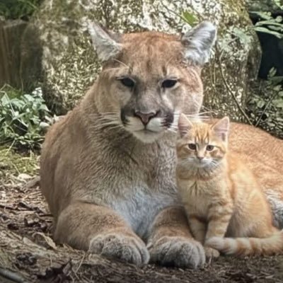 meowchouu's profile picture. meow