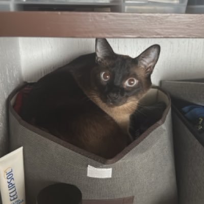 hackercatmx's profile picture. 