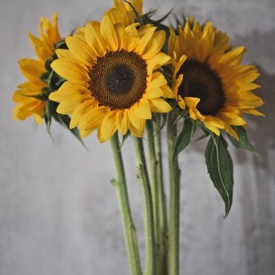 w7rSDTzqaX42905's profile picture. 最新、オススメな情報を配信しています🌸